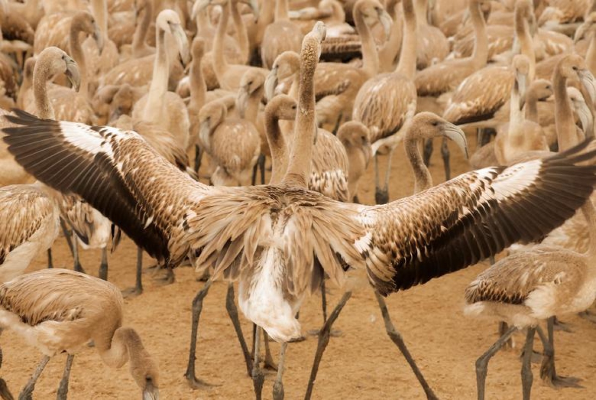 chiem nguong hinh anh an tuong cua cac loai dong vat trong nam 2022 hinh anh 15