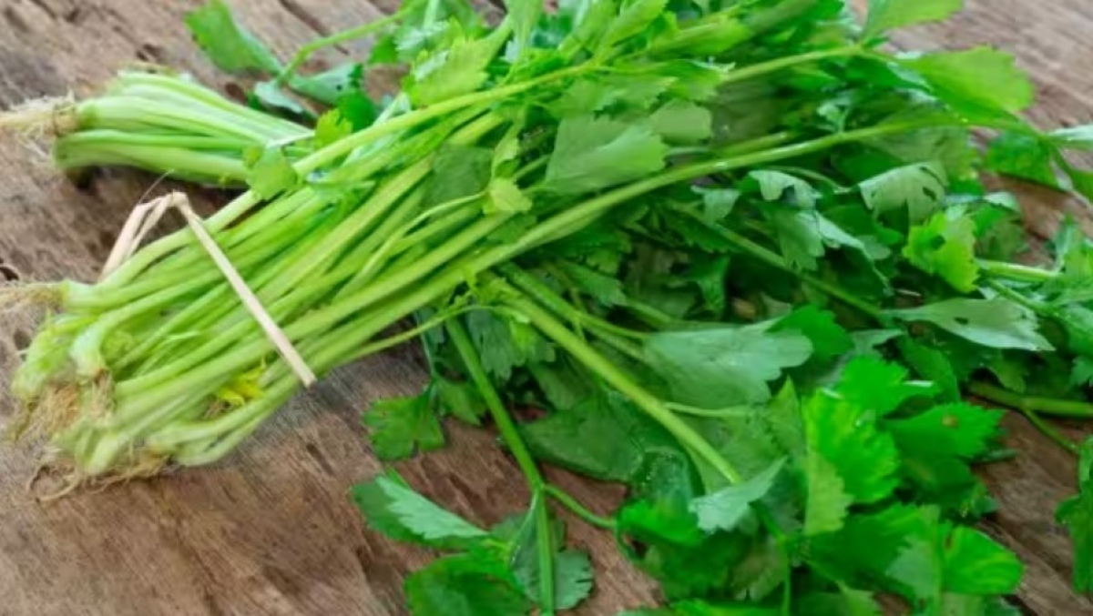 Đây là lý do tại sao rau mùi là thực phẩm tốt nhất cho tuyến giáp hình ảnh 1 Day la ly do tai sao rau mui la thuc pham tot nhat cho tuyen giap hinh anh 1