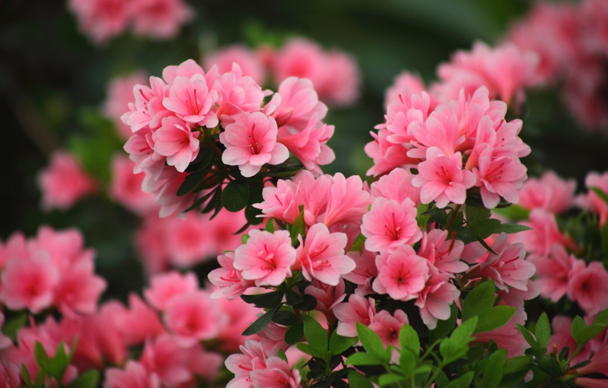 to diem sac xuan voi nhung loai hoa trung trong ngay tet hinh anh 6