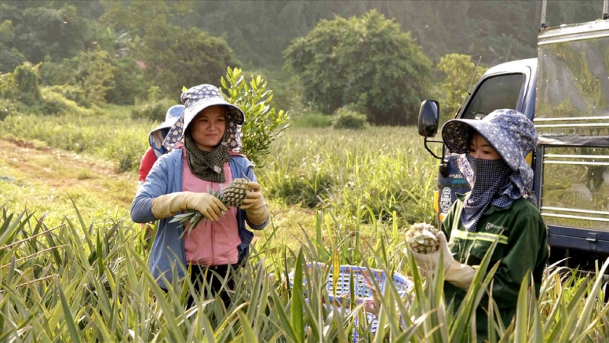 huong san xuat nong nghiep xanh, sach, ben vung o thanh pho mien nui hinh anh 2