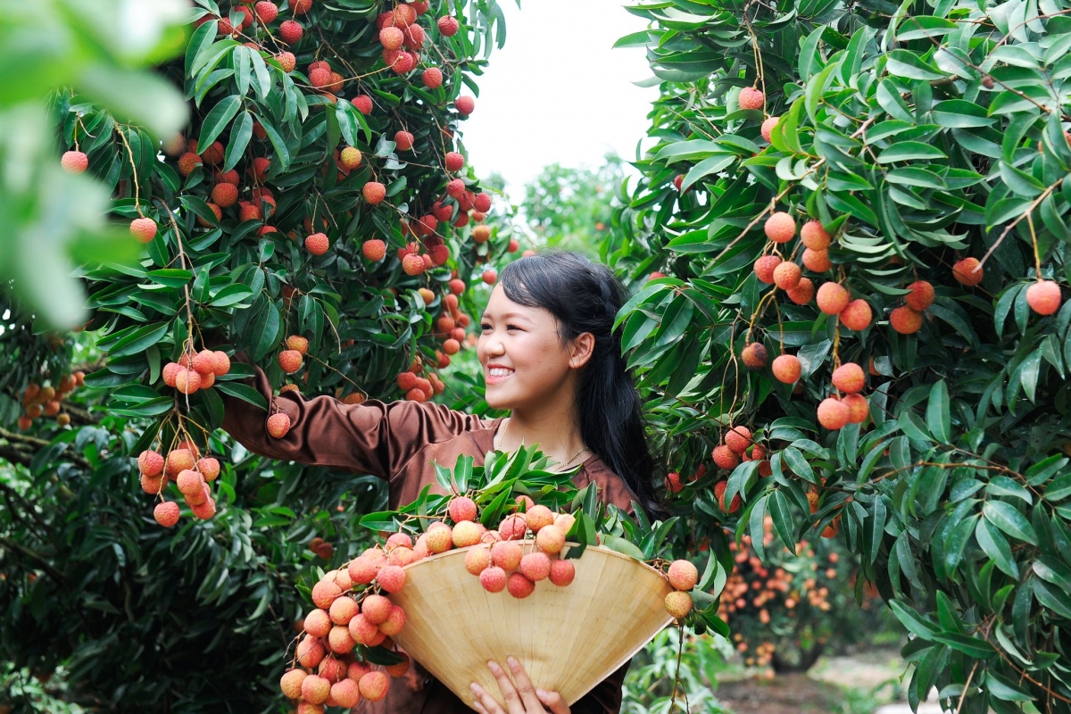 Den voi mien tay thu nho cua vung dat xu Dong hinh anh 4
