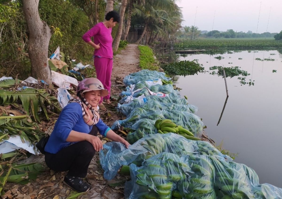 vựa chuối lớn nhất miền bắc tấp nập vụ tết hình ảnh 5 vua chuoi lon nhat mien bac tap nap vu tet hinh anh 5