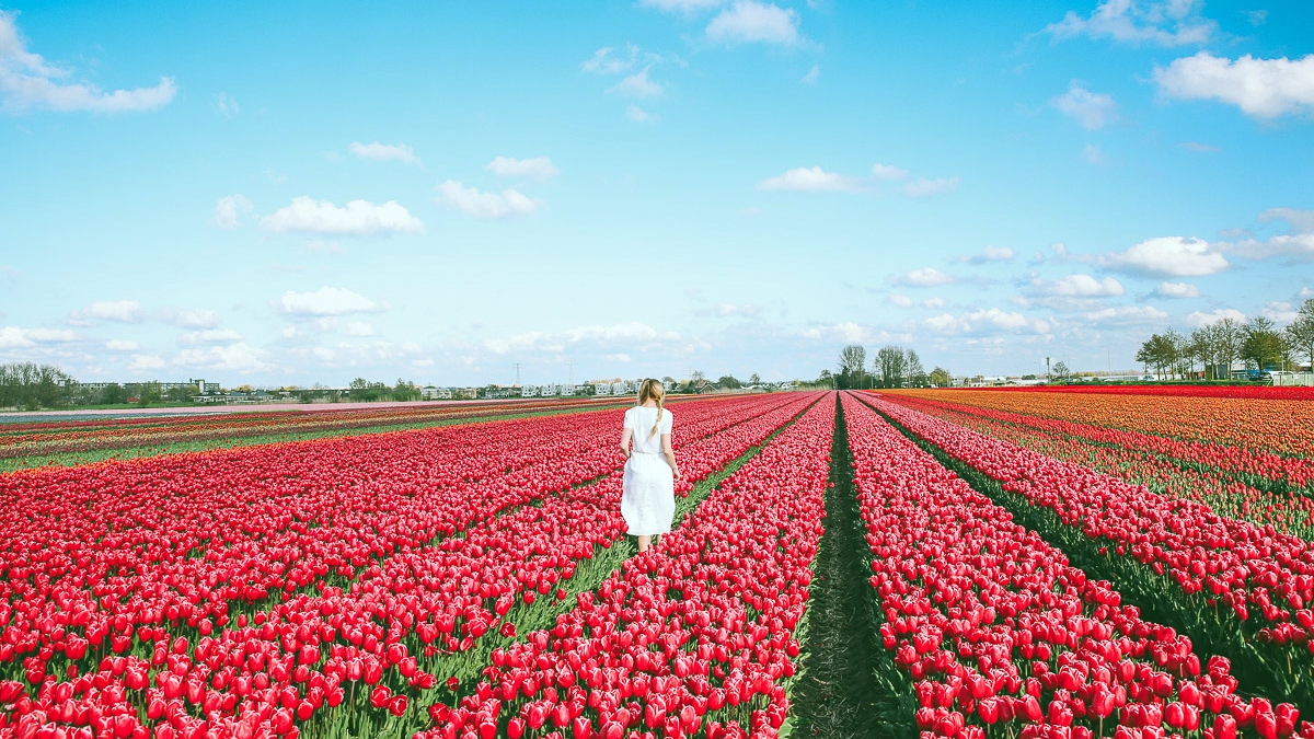 tour du lịch châu Âu lễ hội hoa tulip có gì đặc biệt hình ảnh 1 tour du lich chau Au le hoi hoa tulip co gi dac biet hinh anh 1