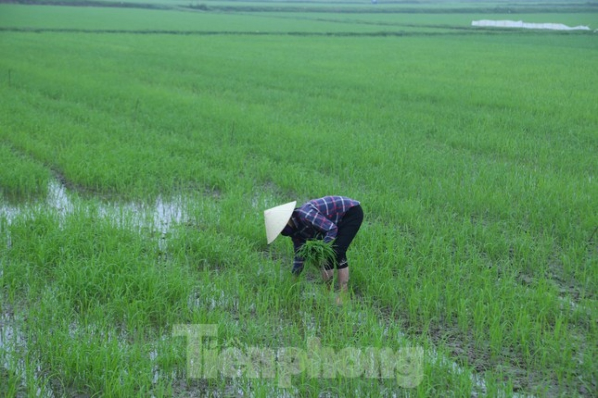 phien cho ban lua non hiem co chi hop it ngay roi tu tan hinh anh 12