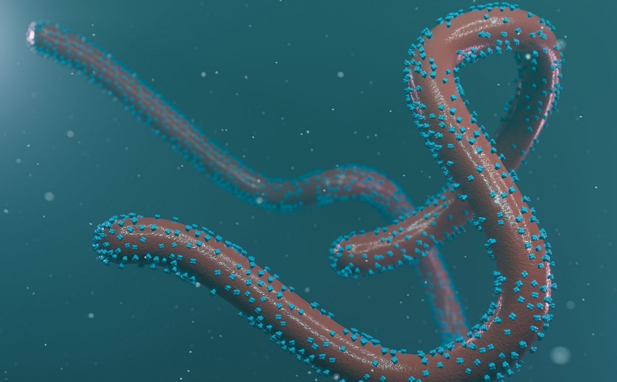 xuất hiện virus lạ gây sốt xuất huyết có tỷ lệ tử vong tới 88 tại trung phi hình ảnh 1 xuat hien virus la gay sot xuat huyet co ty le tu vong toi 88 tai trung phi hinh anh 1