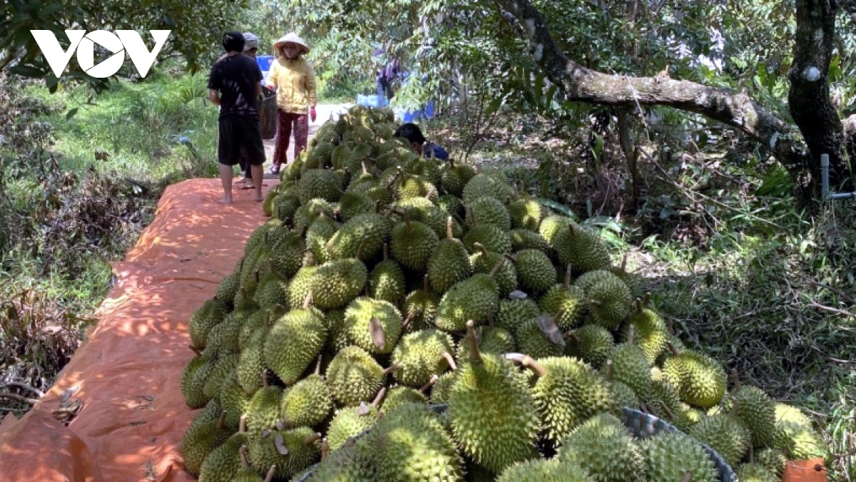 khuyến cáo không ồ ạt trồng cây sầu riêng hình ảnh 1 khuyen cao khong o at trong cay sau rieng hinh anh 1