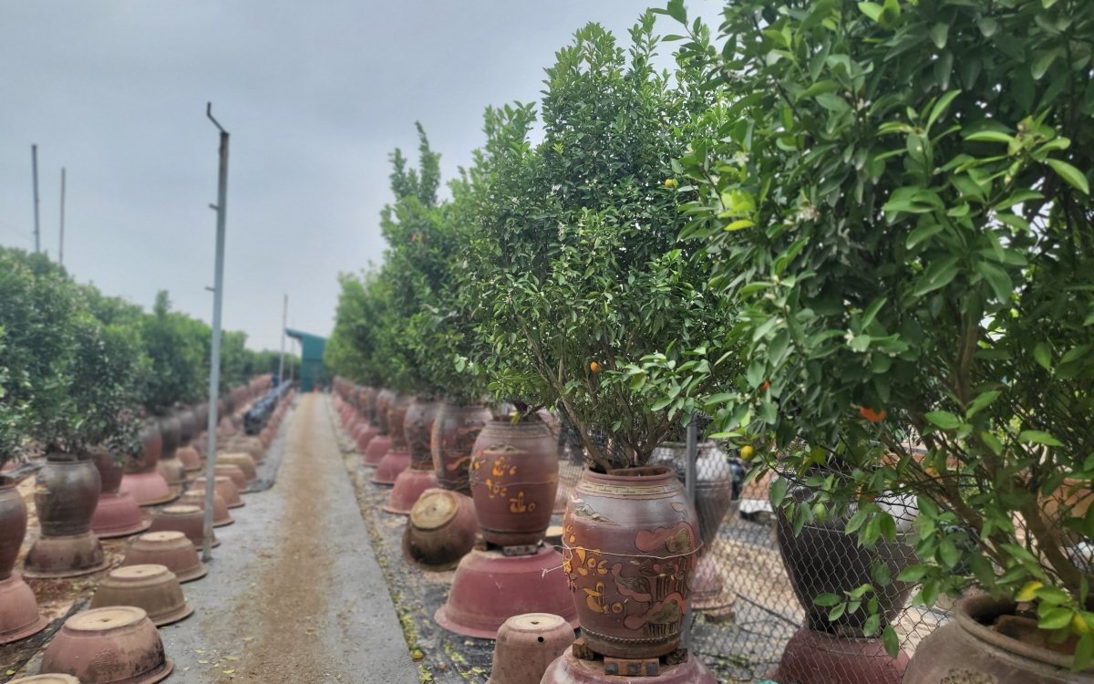  hoi sinh hang tram goc dao, quat sau tet o ha noi hinh anh 8