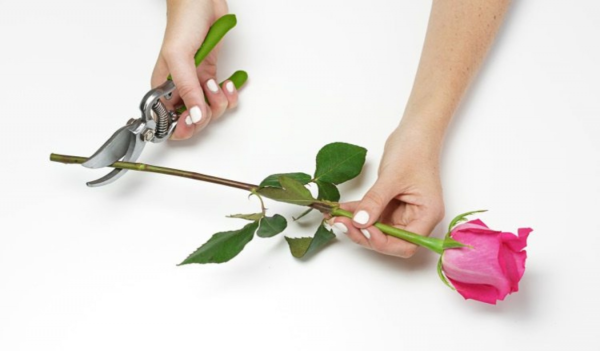 mách nhỏ mẹo siêu dễ để giữ hoa tươi lâu hơn hình ảnh 1 mach nho meo sieu de de giu hoa tuoi lau hon hinh anh 1