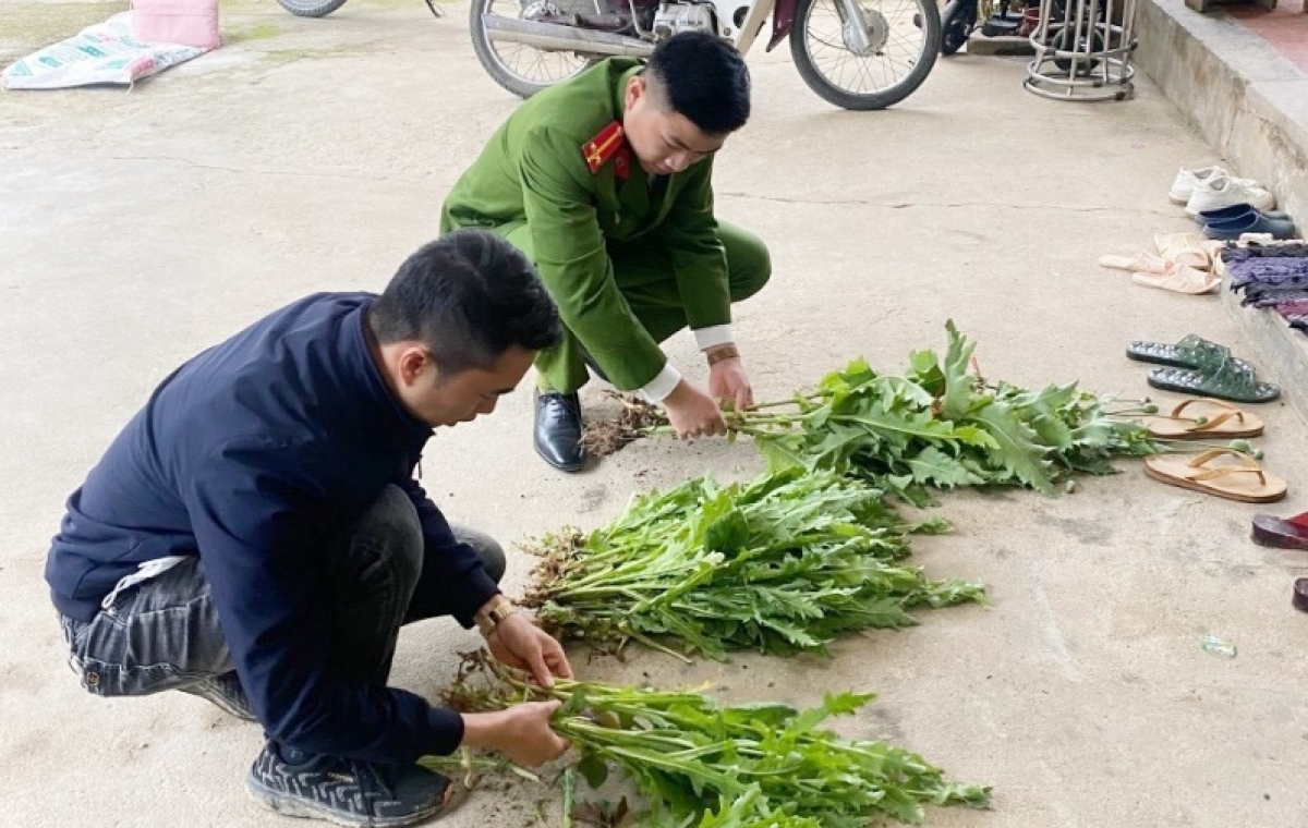 trồng thuốc phiện trong vườn nhà ở lạng sơn hình ảnh 1 trong thuoc phien trong vuon nha o lang son hinh anh 1