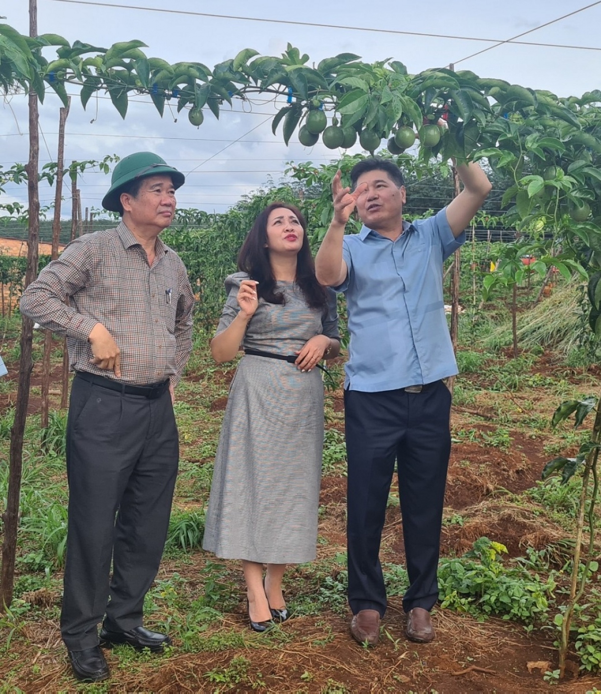 sớm đăng ký mã vùng trồng, nhiều nông sản gia lai xuất khẩu chính ngạch hình ảnh 2 som dang ky ma vung trong, nhieu nong san gia lai xuat khau chinh ngach hinh anh 2