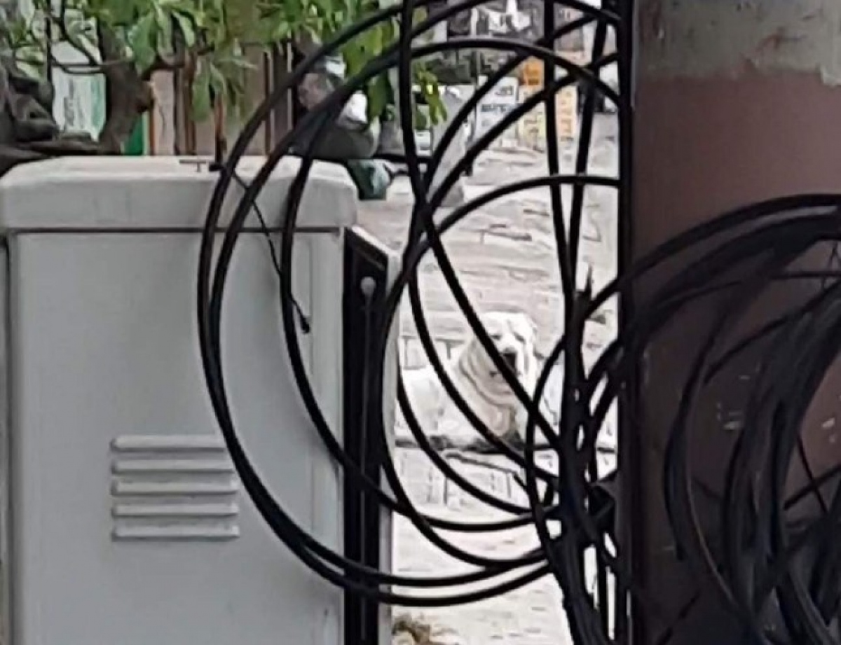 nha trang tiêu hủy con chó dữ cắn du khách nước ngoài nhập viện hình ảnh 1 nha trang tieu huy con cho du can du khach nuoc ngoai nhap vien hinh anh 1