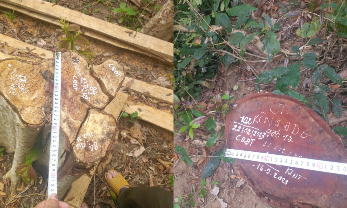 lam tac ngang nhien cua ha 125 cay go rung o gia lai hinh anh 2