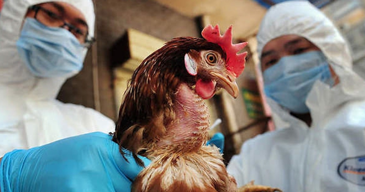 vien pasteur tp.hcm co cong van khan ve giam sat viem phoi nang lien quan den h5n1 hinh anh 1
