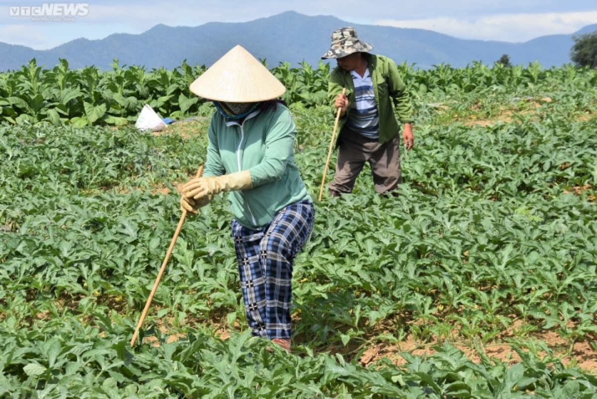 kiem bon tien nho ban dua hau non bo di hinh anh 2