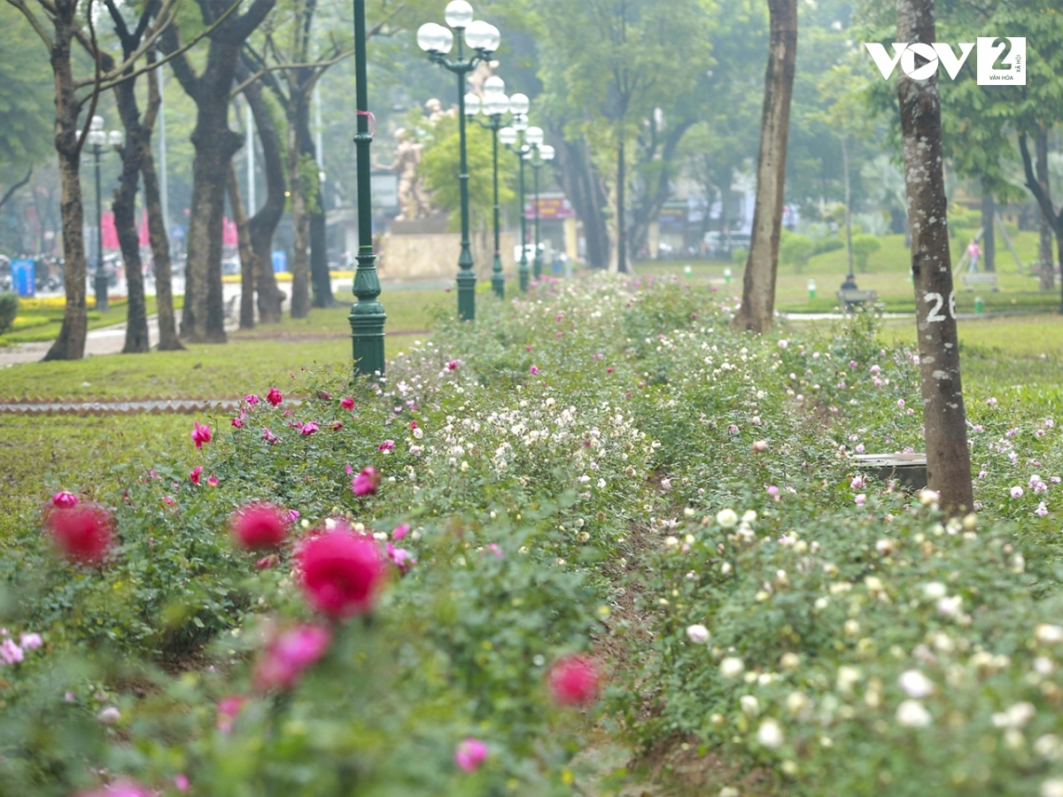 Không gian xanh mới ở công viên Thống Nhất (Hà Nội) thu hút người dân