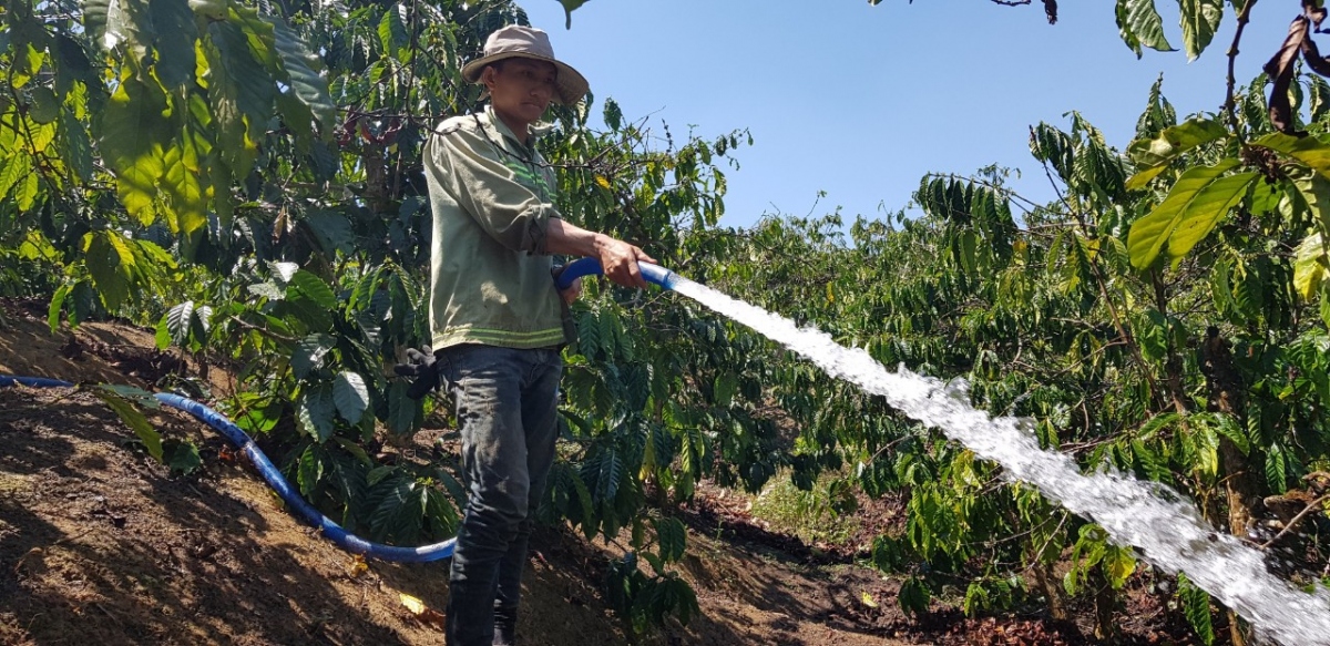 người trồng cà phê lâm Đồng chủ động phòng chống hạn hình ảnh 1 nguoi trong ca phe lam Dong chu dong phong chong han hinh anh 1