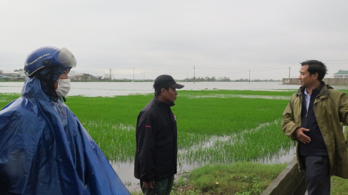 mưa lớn giữa mùa xuân, 7.600 héc ta lúa ở thừa thiên huế ngập úng hình ảnh 1 mua lon giua mua xuan, 7.600 hec ta lua o thua thien hue ngap ung hinh anh 1