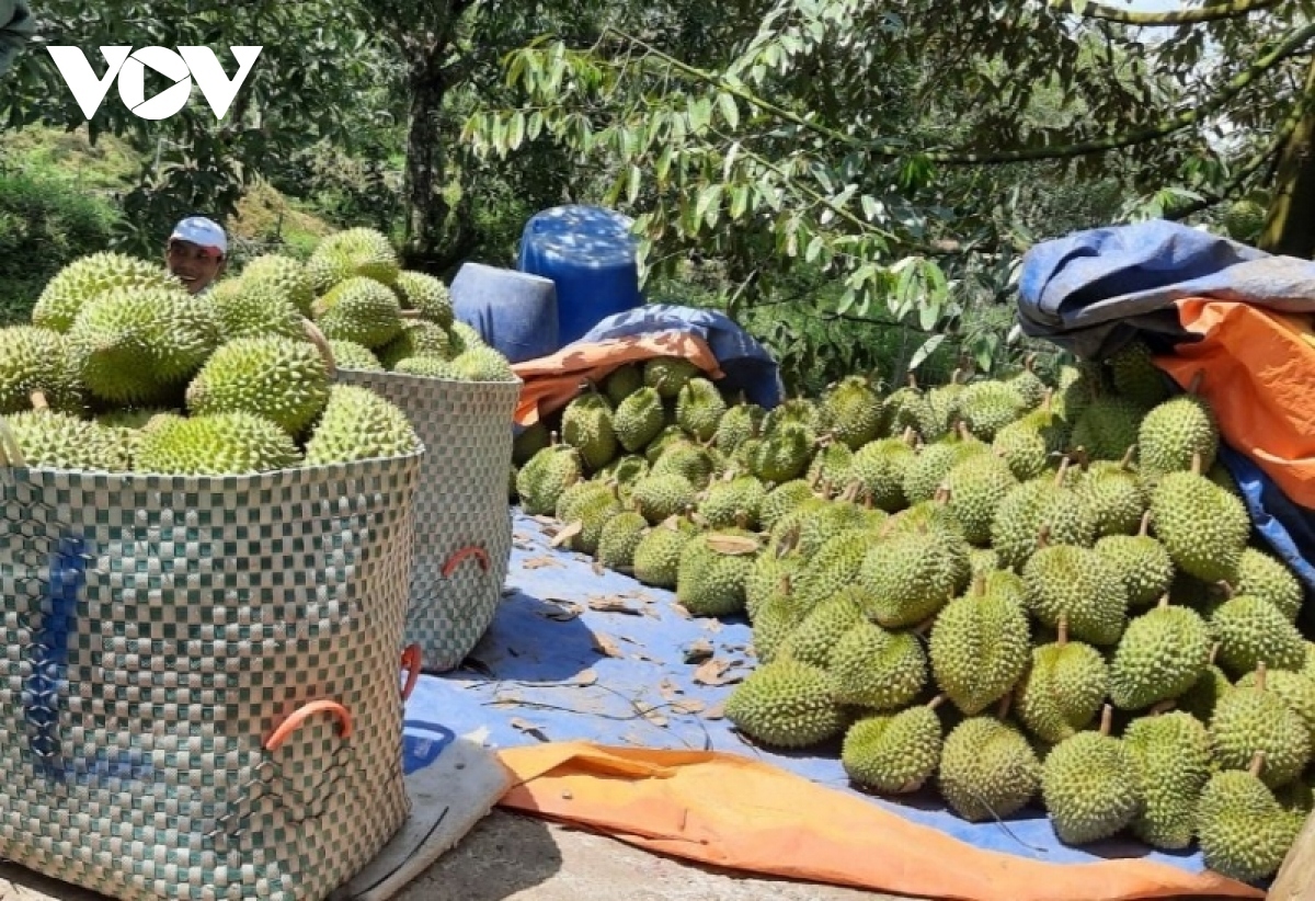 phát triển sầu riêng ồ ạt sẽ dẫn đến hậu quả khó lường hình ảnh 1 phat trien sau rieng o at se dan den hau qua kho luong hinh anh 1