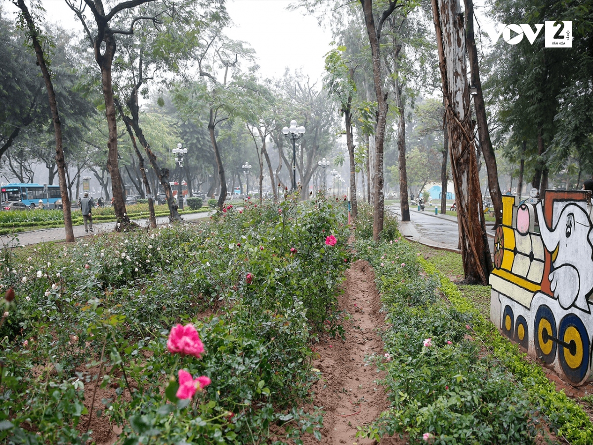 khong gian xanh moi o cong vien thong nhat ha noi thu hut nguoi dan hinh anh 1