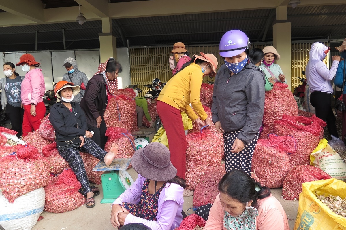 tỏi lý sơn mất mùa và bài toán gỡ khó cho nông dân hình ảnh 2 toi ly son mat mua va bai toan go kho cho nong dan hinh anh 2