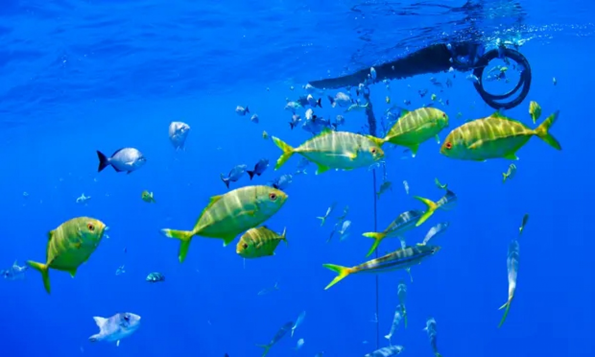 hiep uoc bien ca - hy vong cho tuong lai cua hanh tinh hinh anh 1