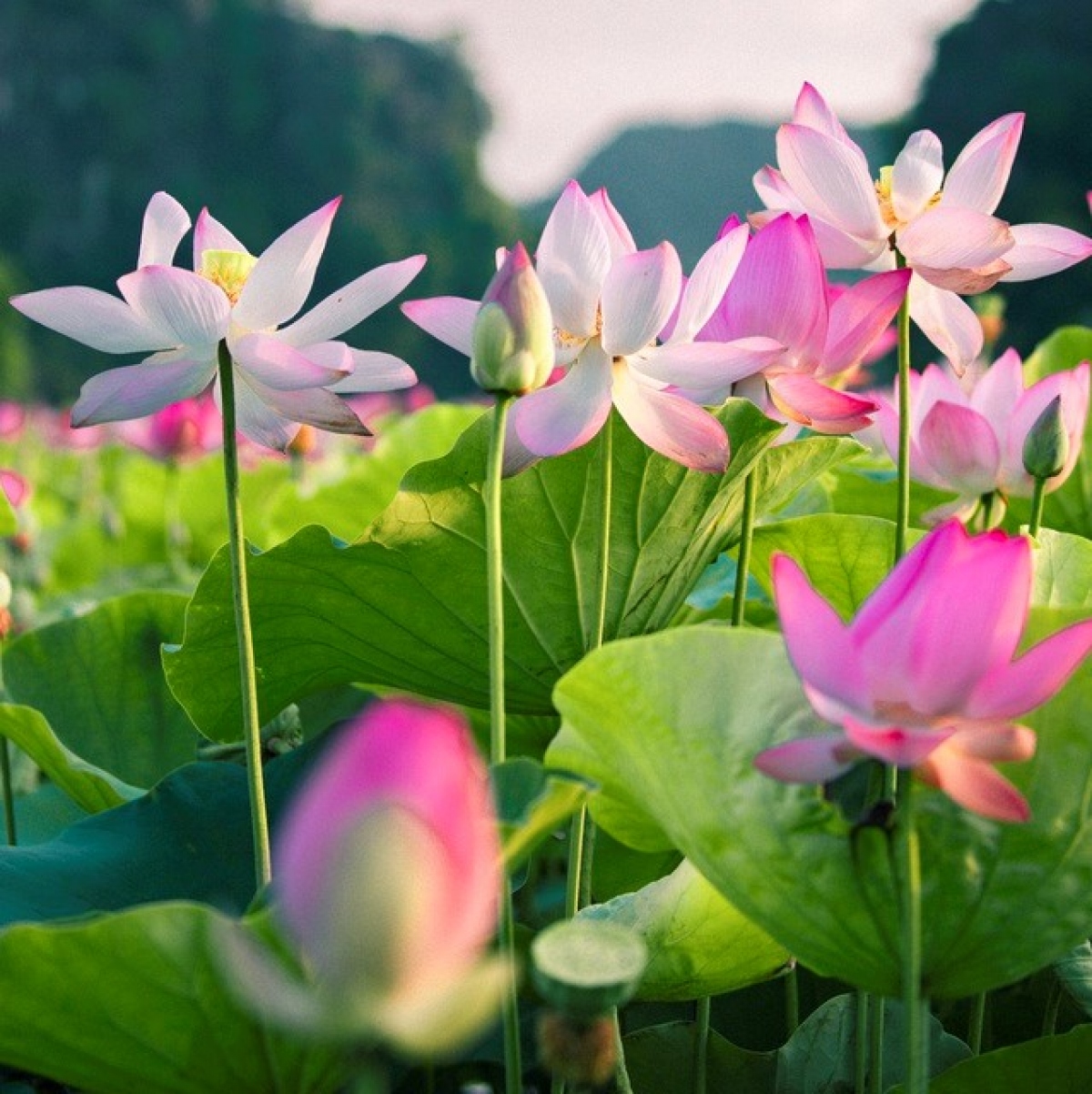 mach nho nhung loai cay hoa khien can nha ban thom ngat hinh anh 4