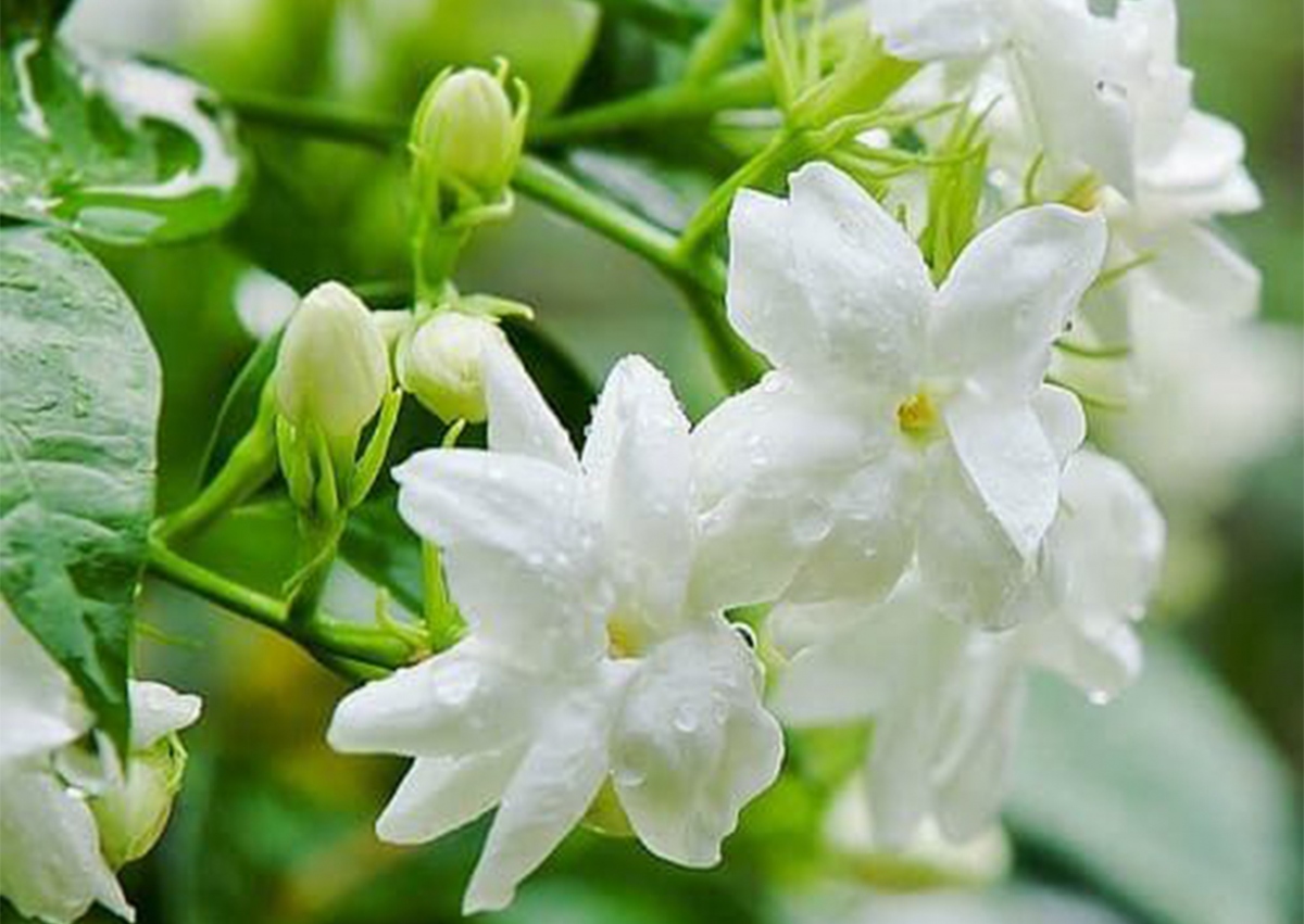 mach nho nhung loai cay hoa khien can nha ban thom ngat hinh anh 2