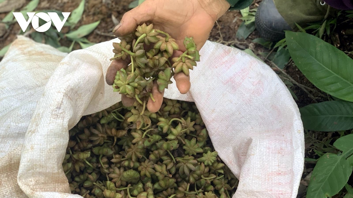 Bộ Nông nghiệp và Phát triển nông thôn (NN&amp;PTNT) kiến nghị tạm giữ lô hàng hoa hồi tại cảng của Các Tiểu vương quốc Ả Rập Thống nhất.