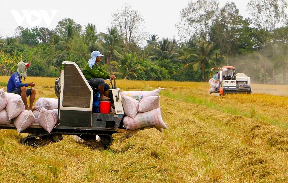 Cơ hội xuất khẩu gạo cho doanh nghiệp Việt Nam.