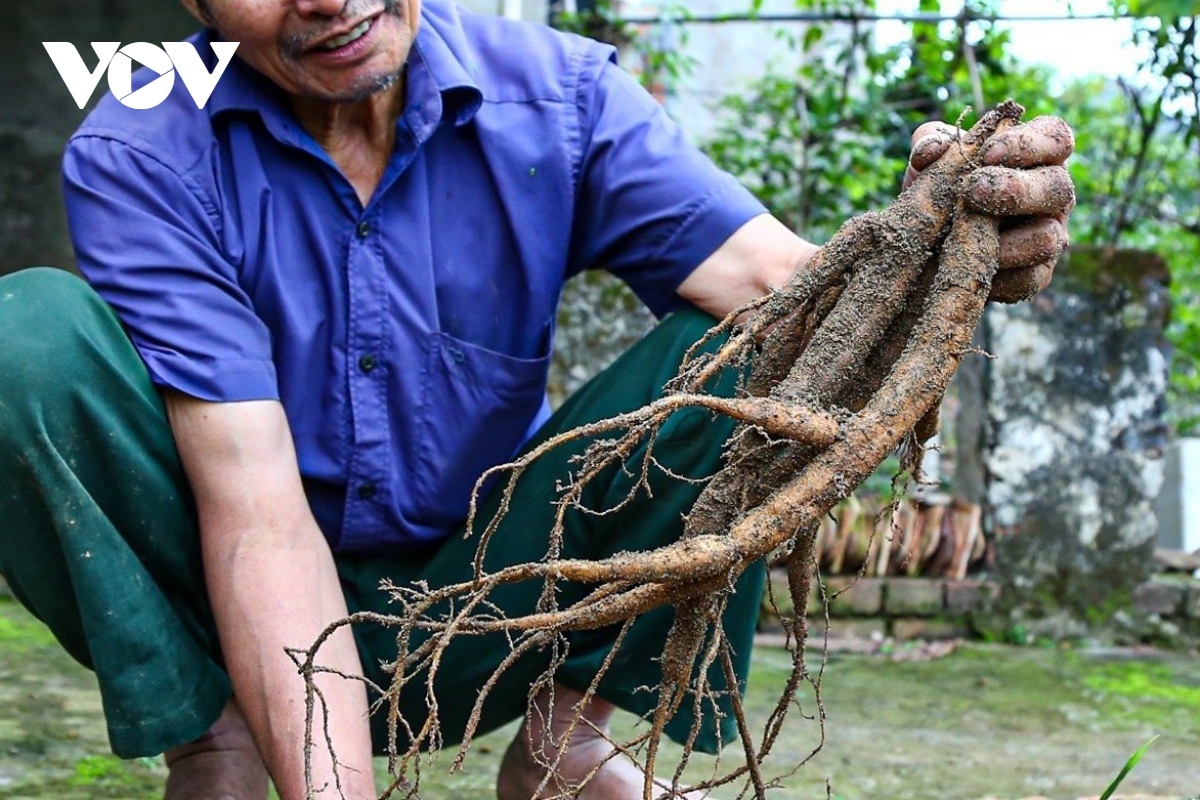 Sâm Nam núi Dành được coi như báu vật của vùng đất Tân Yên, tỉnh Bắc Giang với những công dụng rất tốt cho sức khỏe con người và mang lại giá trị kinh tế cao cho người trồng sâm.