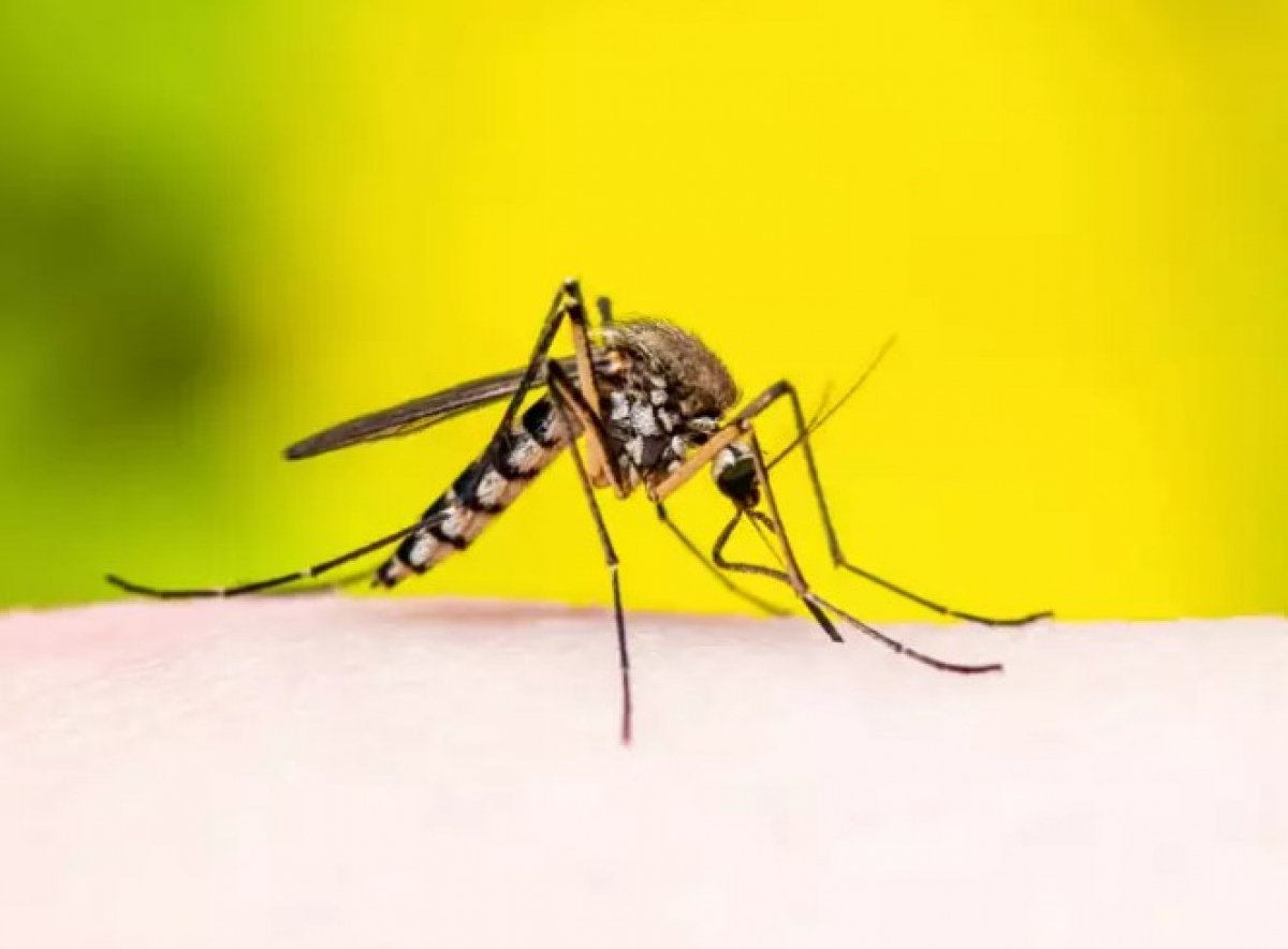Sốt rét: Bệnh sốt rét là do ký sinh trùng Plasmodium gây ra. Có 2 thể sốt rét phổ biến ở nước ta là Vivax và Falciparum. Sốt rét gây nhiễm trùng nặng ở một số người, nghiêm trọng đến mức gây tử vong. Các triệu chứng là sốt kèm theo ớn lạnh và rùng mình, nhức đầu; thông thường, cơn sốt được biết là theo chu kỳ và bệnh nhân vẫn ổn giữa các đợt sốt. Biện pháp ngăn ngừa tránh bệnh sốt rét: mặc quần áo dài tay; phun sương, dọn dẹp và tránh tích tụ nước để ngăn chặn nơi sinh sản của muỗi.