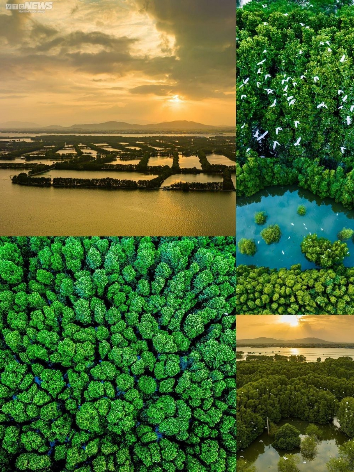 The Con Chim (Bird Islet) ecological area covering 480 hectares has an abundant ecosystem which includes a mangrove ecosystem and seagrass beds. It is home up to  64 species of plankton, 76 species of fishes, and hundreds of bird species.