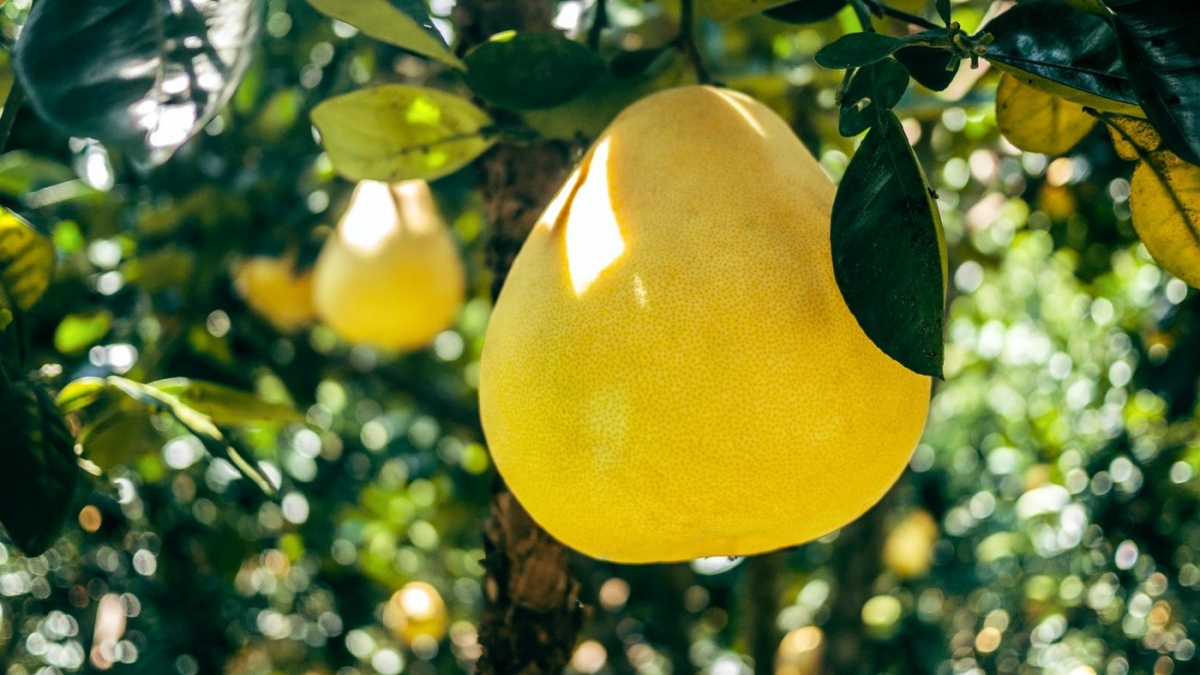 Giúp tăng cường hệ miễn dịch: Bưởi rất giàu vitamin C, giúp bảo vệ cơ thể khỏi sự gây hại của vi khuẩn và virus. Ngoài ra, một số nghiên cứu đã cho thấy vitamin C giúp đẩy nhanh thời gian hồi phục của cơ thể khi bị cảm lạnh thông thường. Bên cạnh đó, vitamin A có trong bưởi cũng giúp bảo vệ bạn khỏi một số loại bệnh truyền nhiễm.