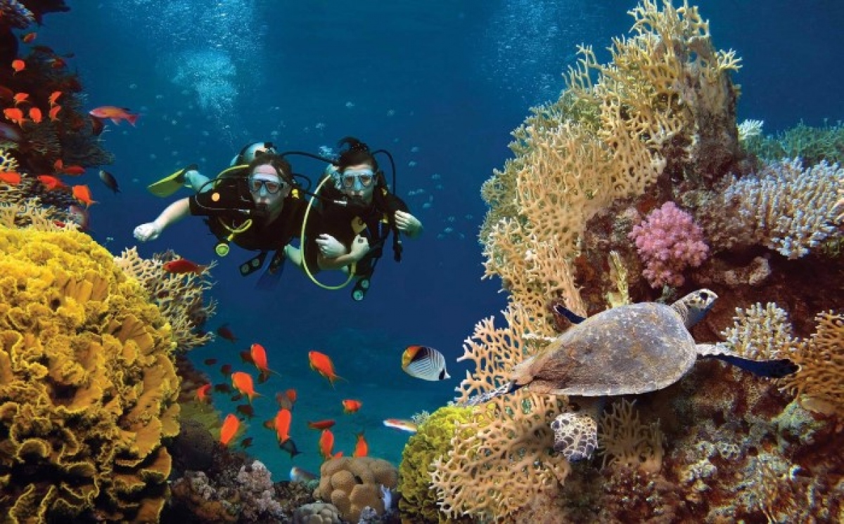 Phu Quoc Island dubbed Pearl Island is blessed with a rich and magical aquatic world, creating a vivid water-color painting under the ocean. Taking this advantage, the Phu Quoc scuba diving service has been developed to help visitors explore the diverse and rich ecosystem under the sea. (Photo: internet)
