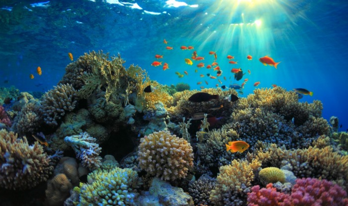 Snorkeling and watching corals is a popular service at sea and island tourist destinations. However, scuba diving in Phu Quoc is considered the most interesting experience because coral reefs there among the most beautiful in Vietnam.(Photo: internet)