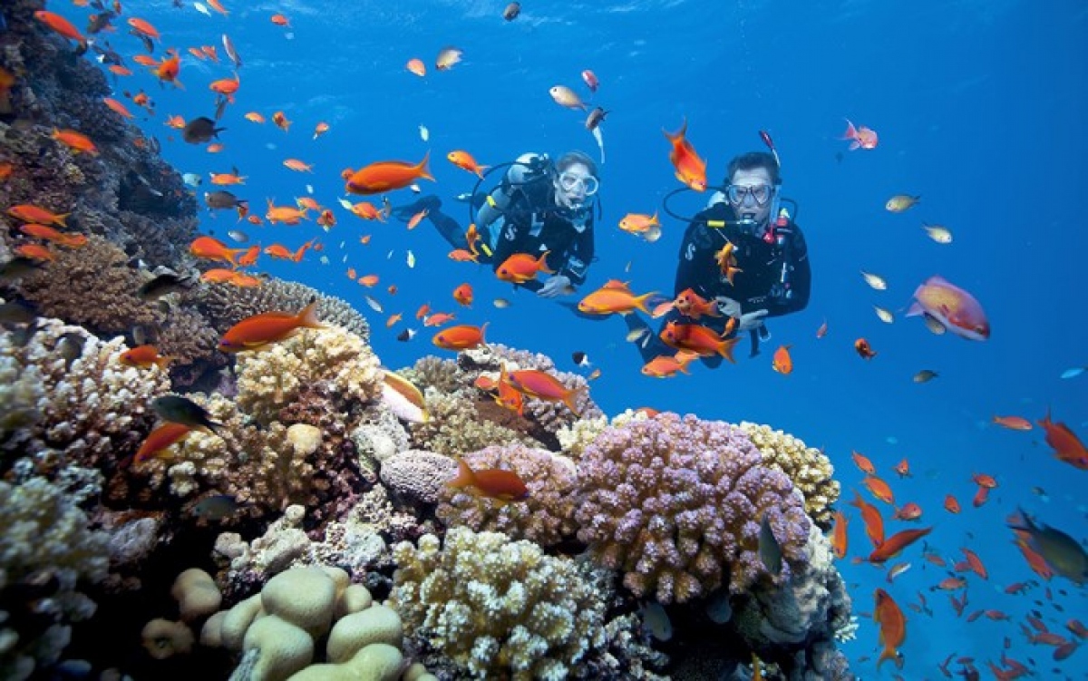 Where to dive? In fact, visitors can admire the colorful system of Phu Quoc’s coral reefs in many famous sites such as South Island, Ganh Dau, Bai Thom, Rach Vem or Namaste coral park. (Photo: internet)