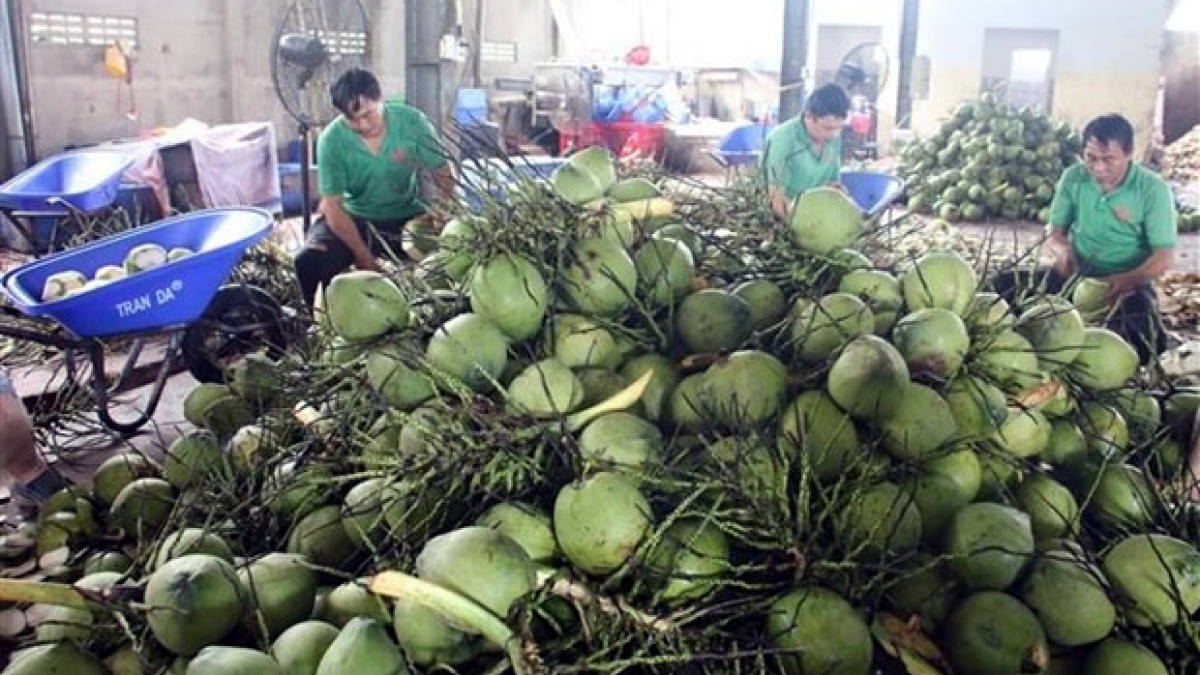 Sơ chế dừa tươi xuất khẩu ở Công ty TNHH Trái cây Mekong, xã Hữu Định, huyện Châu Thành, tỉnh Bến Tre. Ảnh: TTXVN