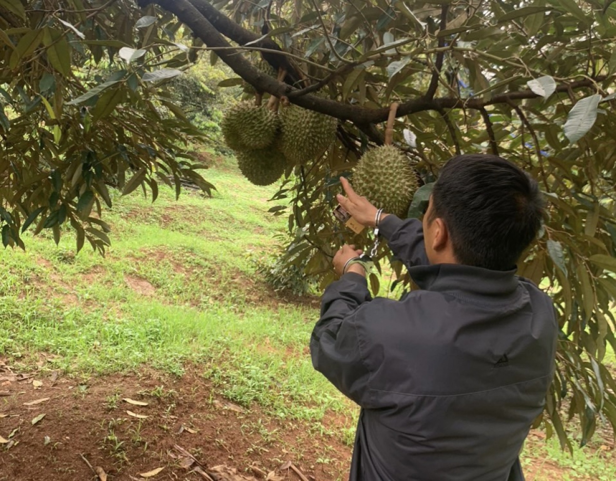 Cơ quan công an đã nhanh chóng xác định và bắt giữ 2 đối tượng trộm cắp sầu riêng của gia đình anh Lê Xuân Huân.
