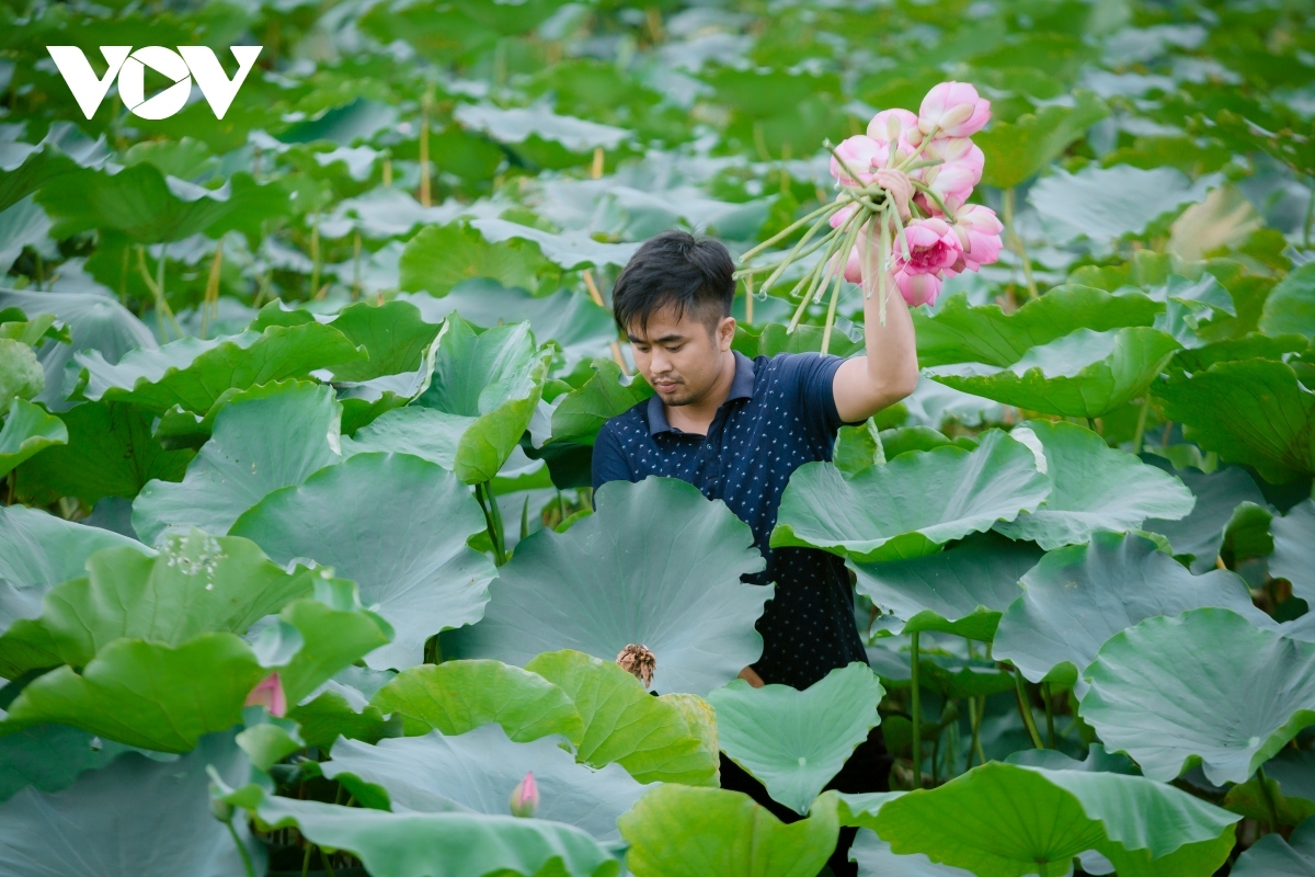 The price of lotus tea is much higher than common tea, about VND8 million to VND12 million per kilogramme. Summer is the ideal time in which to cut lotus flowers to enjoy and to make lotus tea.