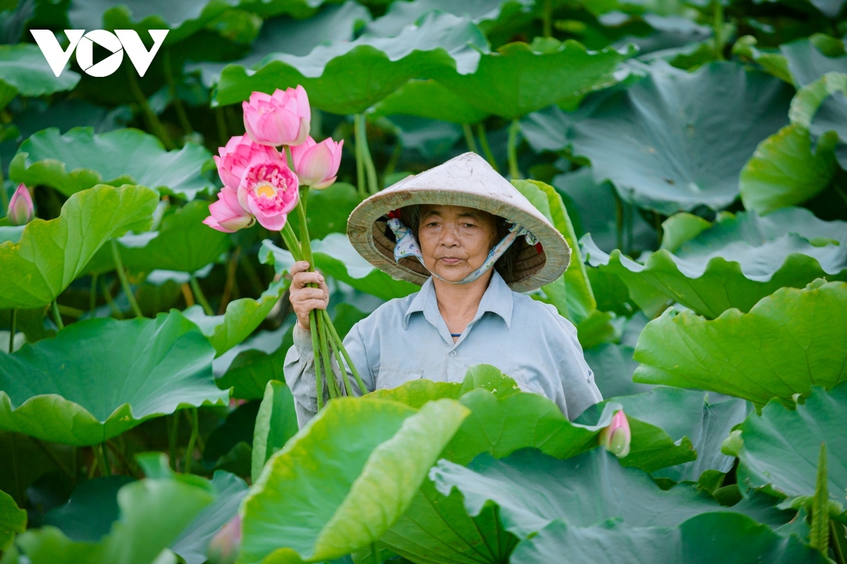 A local villager is busy harvesting lotus as a means of meeting the growing demand during the summer months.