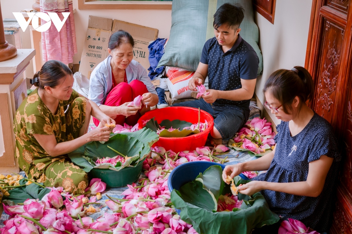 Bach Diep lotus is a famous lotus flower variety of Hanoi that is notable for being a light, large, and fragrant flower.