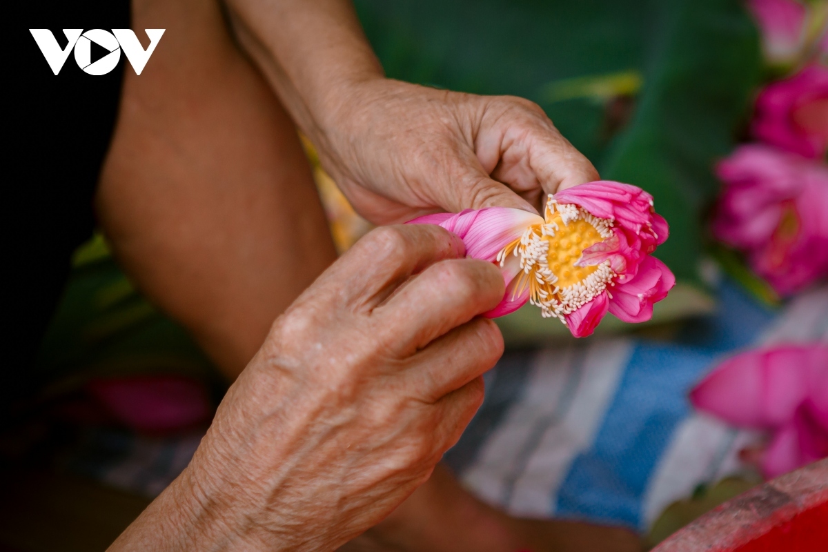 Getting the lotus anther is a key stage of lotus tea making.