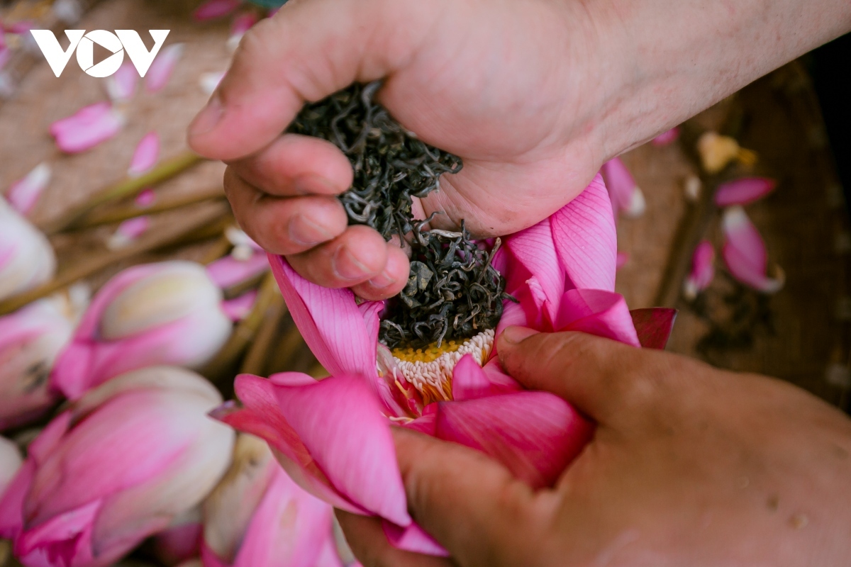 Tea is put into lotus flower when it has just opened. Each flower can contain about 13g of tea. During the time the tea is packed in the flower, the tea absorbs its scent. Lotus flowers used to make lotus tea must have peduncles.