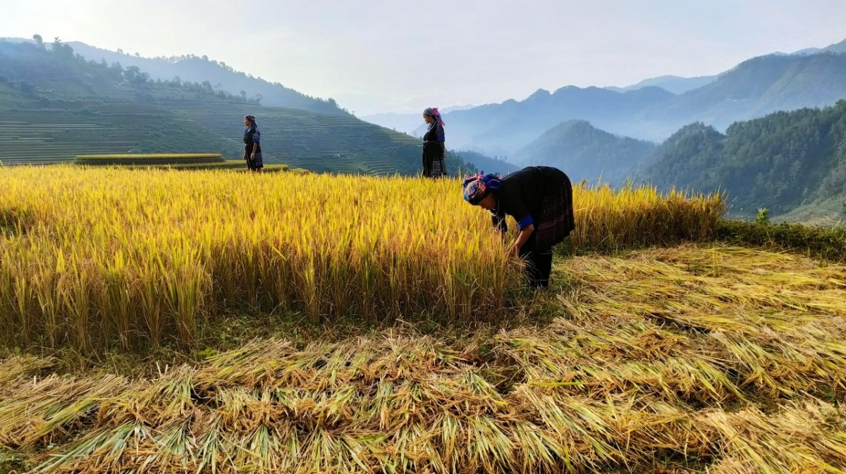 Cuộc sống của người dân Yên Bái, trong đó có các địa phương vùng cao ngày một ấm no hơn.