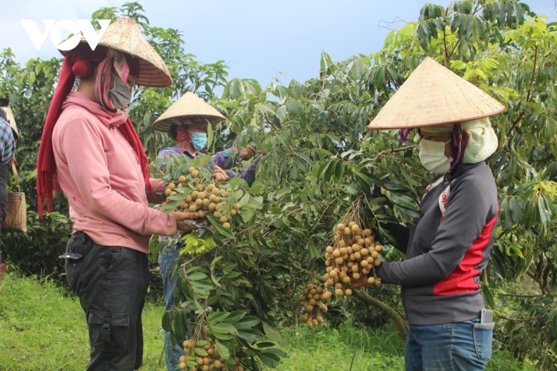 Khoa học công nghệ là khâu đột phá đưa kinh tế nông nghiệp Việt Nam có được bước tiến vượt bậc trong thời gian qua. (Ảnh minh họa)