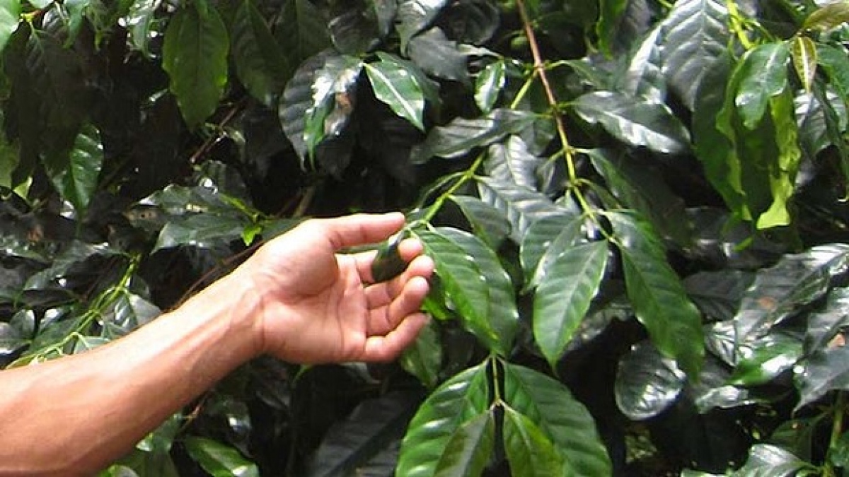 Tác dụng không ngờ của lá cà phê đối với sức khỏe.