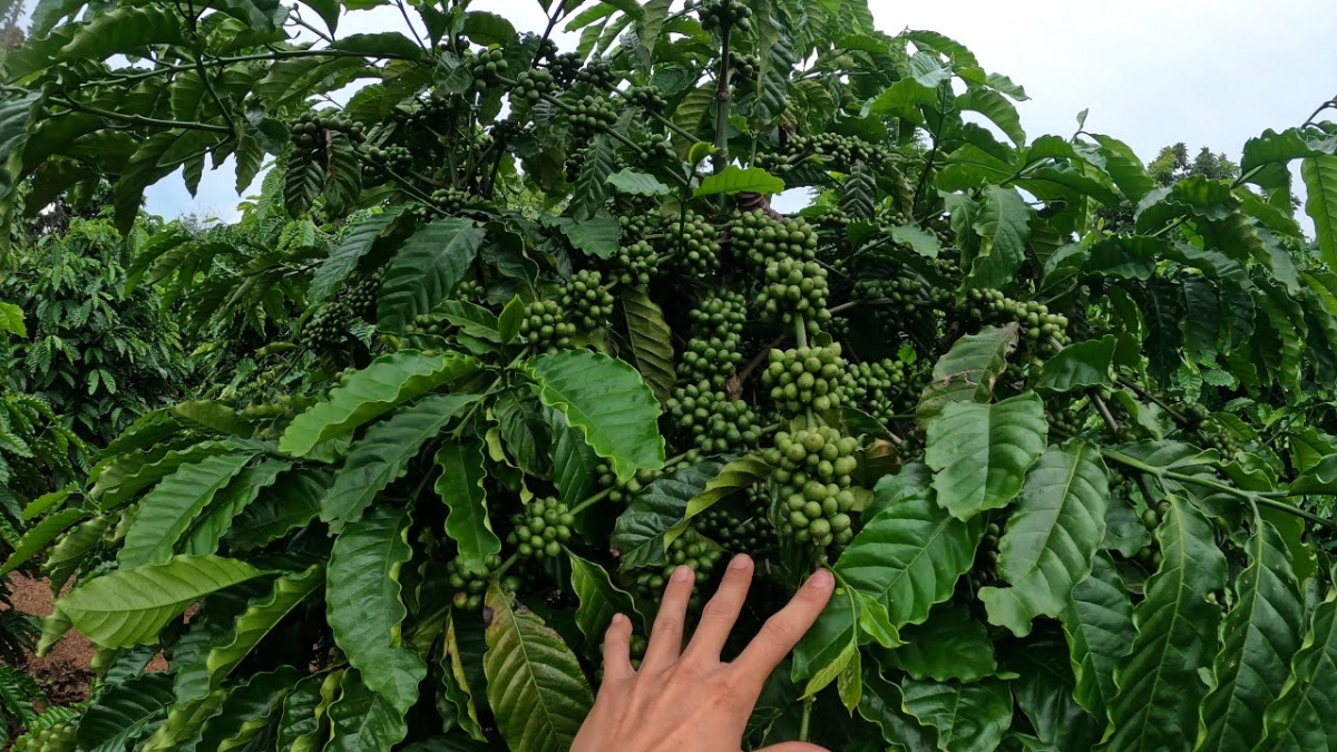 Lá cà phê chứa đặc tính chống viêm