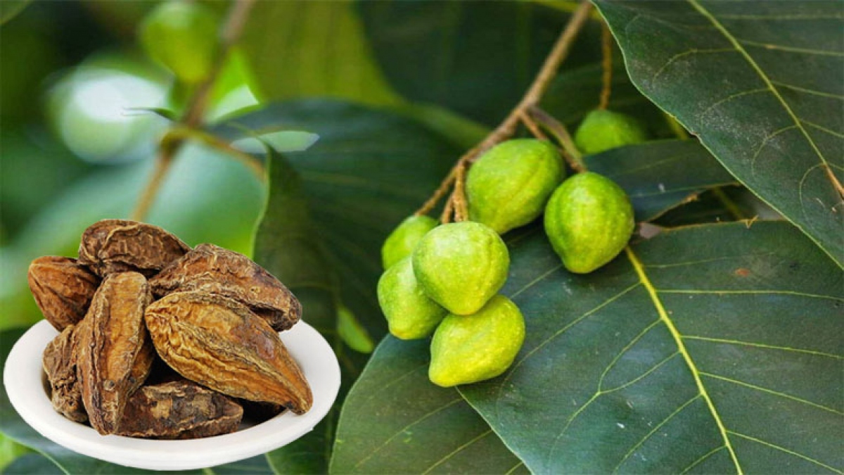 Chiêu liêu bảo vệ gan