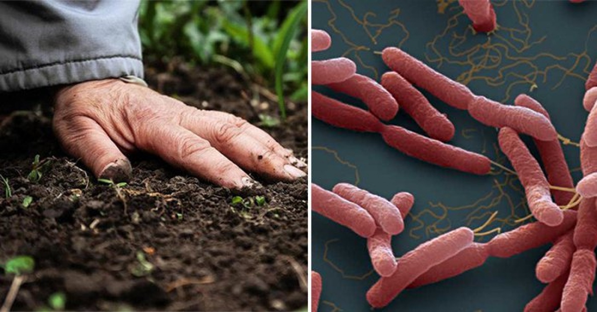 Whitmore là căn bệnh nhiễm trùng ở người và động vật do vi khuẩn Burkholderia Pseudomalle tồn tại trong nước và đất ô nhiễm gây ra (Ảnh minh họa)