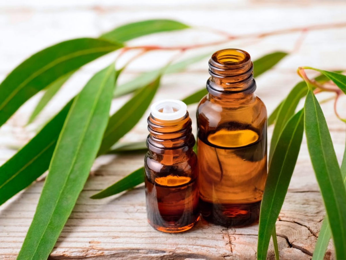 Dầu khuynh diệp tốt cho chứng đau đầu gối.